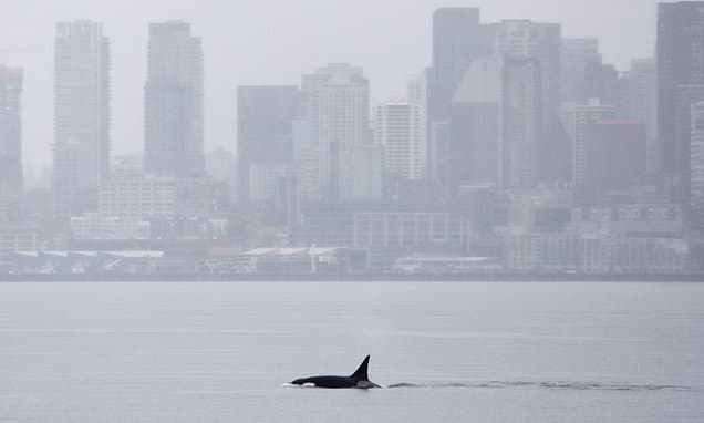 Mysterious Orca Pod Surprises Seattle Waters