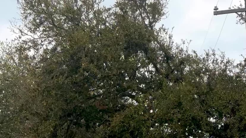 New Orleans Artist Weaves Mardi Gras Magic