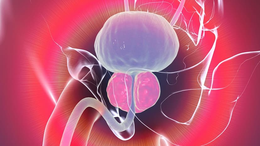New Cell Type Linked to Enlarged Prostate Mystery