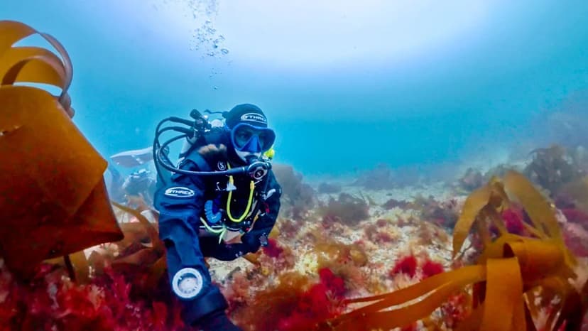 Ancient Seaweed Found: A 40-Year Quest Concludes
