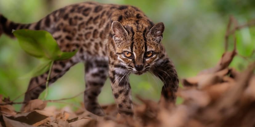 New Wild Cat Species Discovered in Bolivia