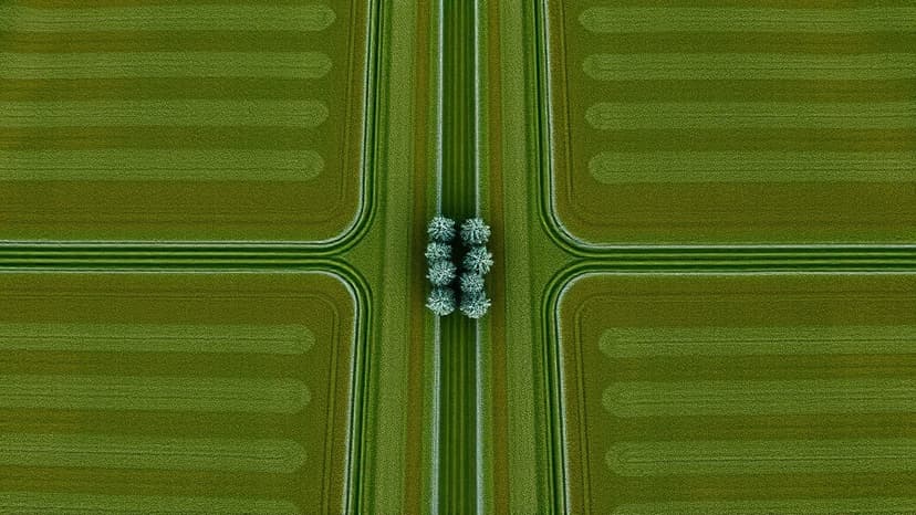 Nottinghamshire Blooms: 30 Football Pitches of New Woodland