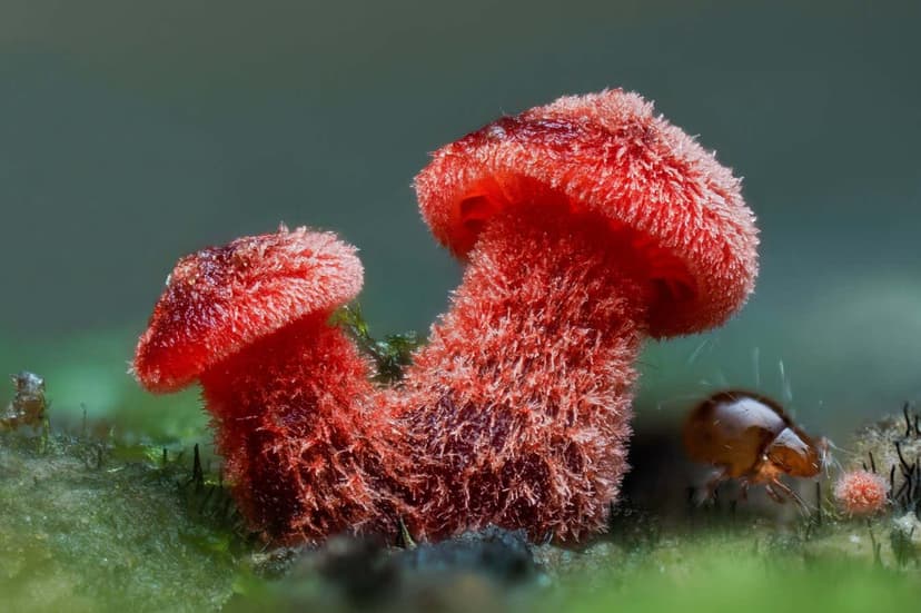 New Zealand's Secret Fungi: A Visual Feast