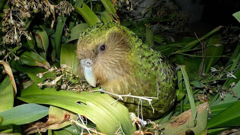 New Zealand Battles Invasive Predators