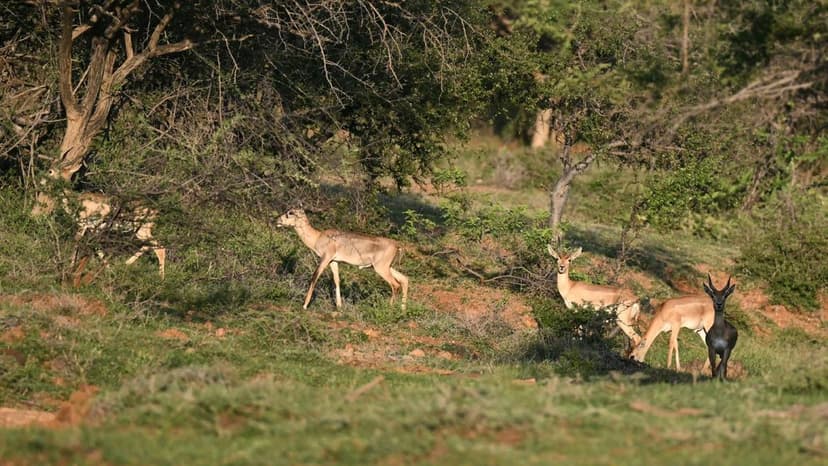 NGT Reopens Quarry Near Blackbuck Habitat