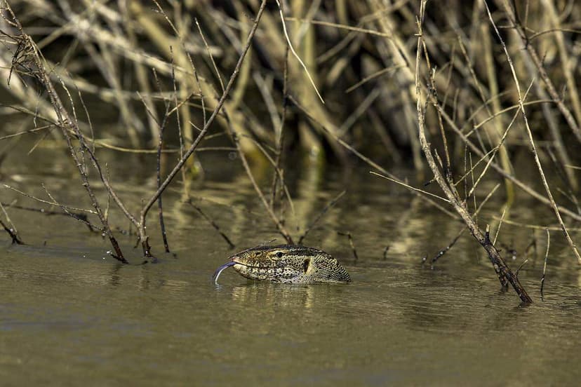 Aggressive Nile Monitors Breeding in Florida Counties
