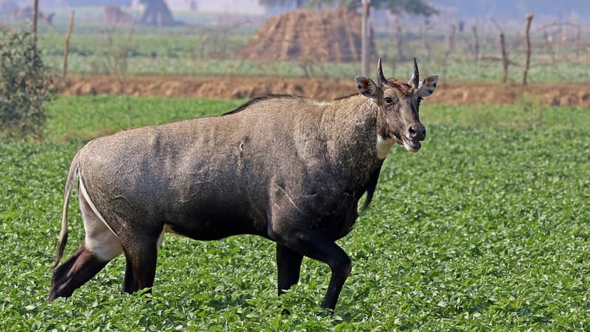 Nilgai: India's Antelope Becomes Texas Invasive Species