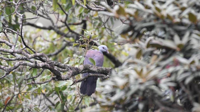 Pigeon's Future Grim: Climate Change Shrinks Habitat