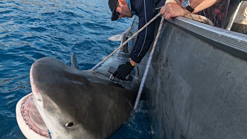 Norfolk's Giant Tiger Sharks Feast on Island Secrets