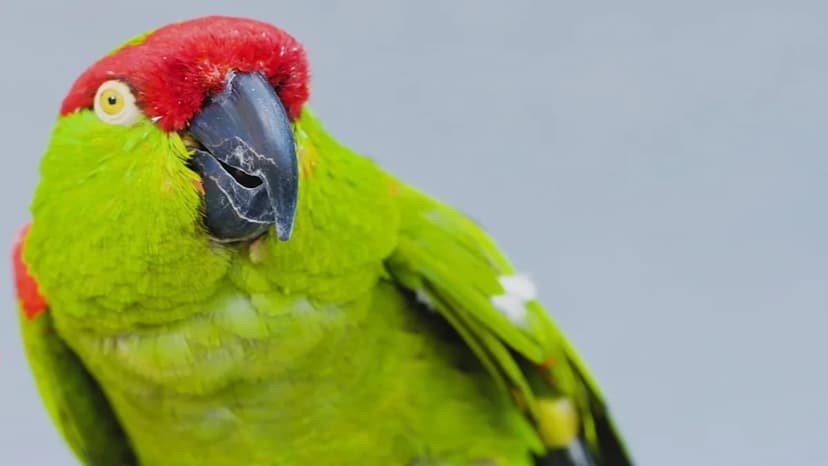 North America's Last Parrot Fights for Survival