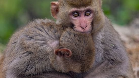 Deep Freeze Grips North India as Fog and Icy Winds Bite