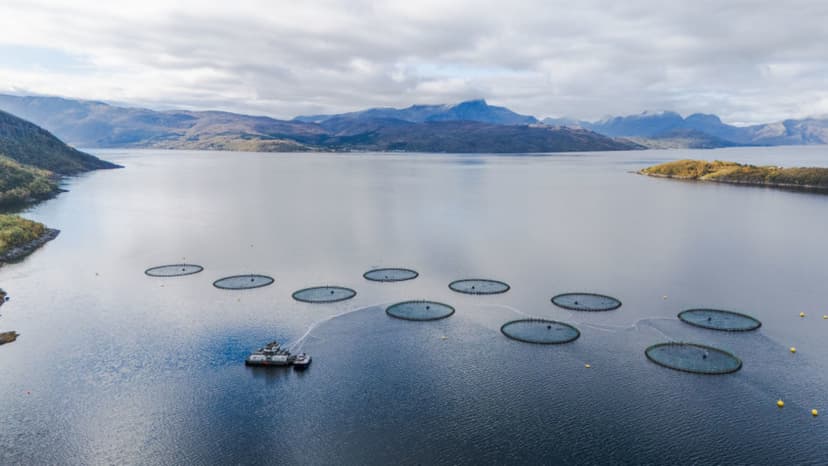 Norway Fjords Choked by Fish Farm Waste