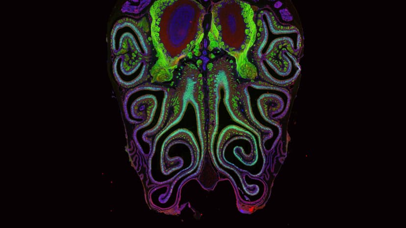 Nose's Hidden Map Unveiled by Scientists