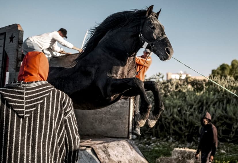 Moroccan Horse Ritual Debuts at NY Film Fest
