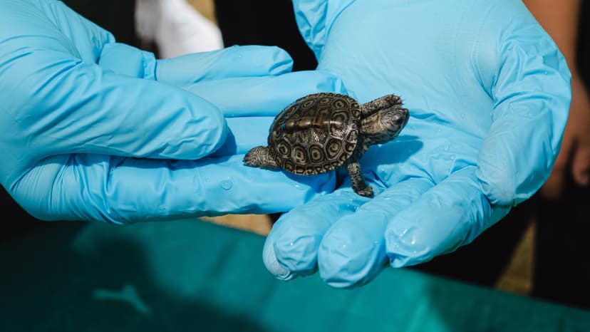 Tiny Turtles Released in NYC Marshland