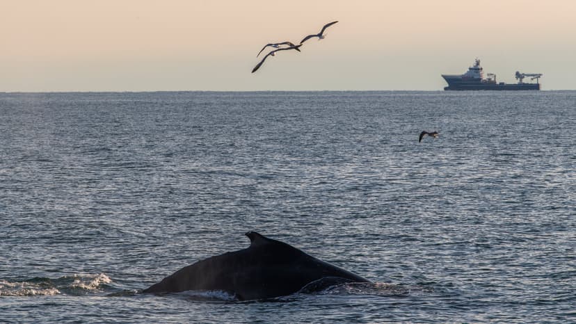 Whale Havens Turn Deadly: NYC Waters See Rise in Strandings