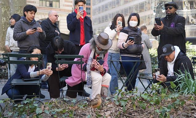 Woodcocks Wow NYC: Urban Birds Steal the Show