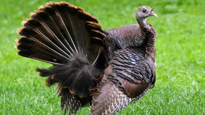 Lone Turkey Finds NYC Oasis: A Feathered Friend's City Life