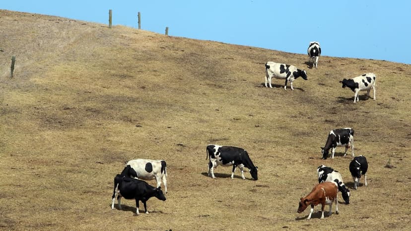 New Zealand Farmers Brace for Potentially Record El Niño