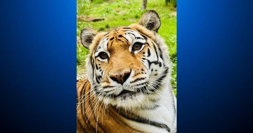 Oakland Zoo's Rescued Tiger Mia Euthanized Due to Cancer