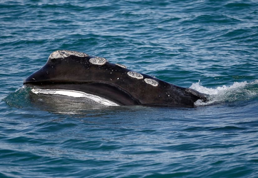 Ocean Mining Threatens Virginia Wildlife