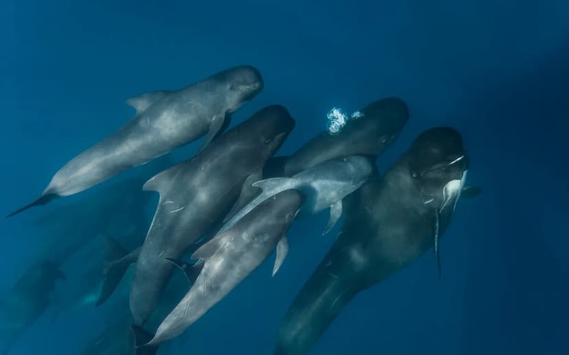 Whales Shout Louder Amidst Ocean Noise Pollution