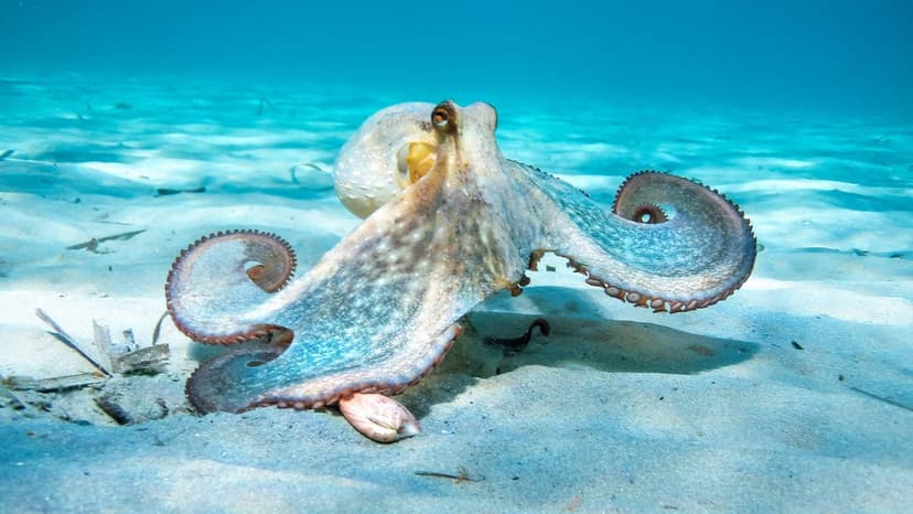 Octopus Robot Mimics Nature's Master of Disguise