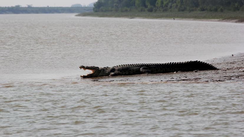 Odisha's Crocodiles Surge: Drone Tech Aids Survey