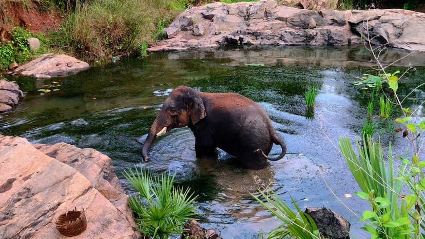 Odisha Wildlife Crime: No Poachers Jailed?