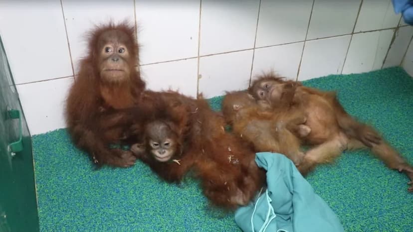 Orangutans Rescued in Odisha Face Extended Quarantine