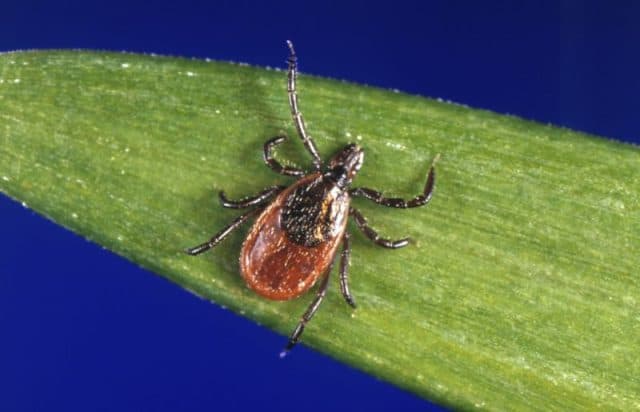 Ohio Faces Record Tick-Borne Lyme Disease Surge