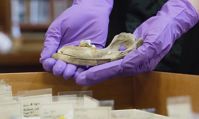 Ancient Dog Genes Rewrite Canine History