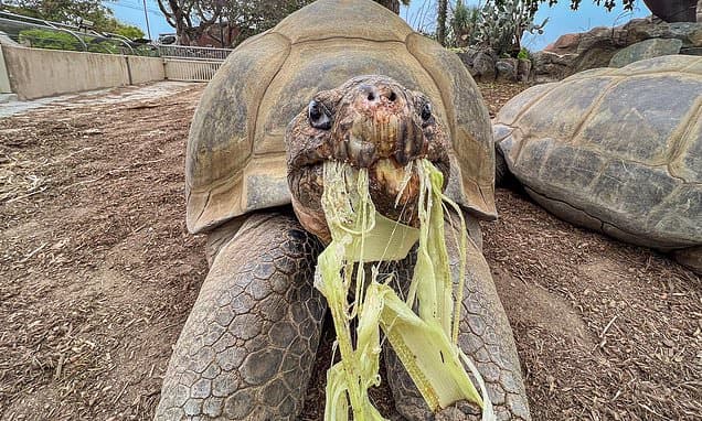San Diego Zoo Loses Beloved 141-Year-Old Tortoise