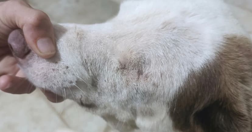 One-Eyed Dog Battles Cancer, Seeks UK Home