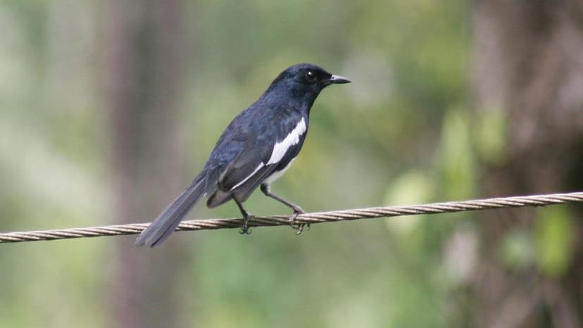 Ongil Nature Trust Calls for Bird-Safe Windows to Protect Nilgiris' Avian Diversity