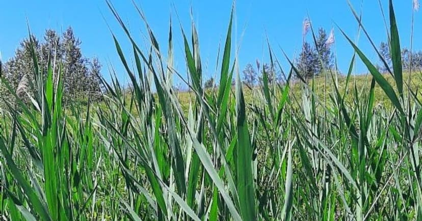 Invasive Phragmites Threatens Ontario: $113M Annual Cost