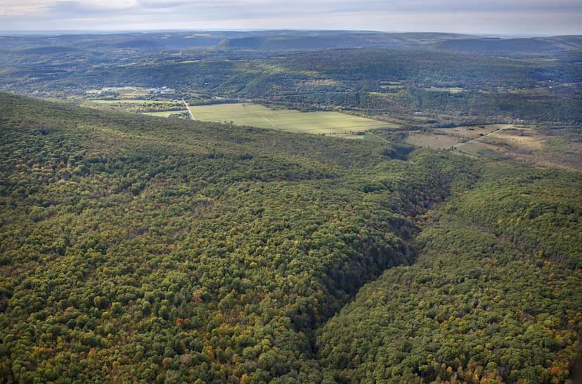 Oak Wilt Quarantine: Towns Under Strict New Rules