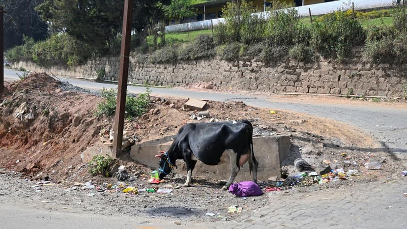 Ooty Drowning in Garbage Amidst Staff Woes