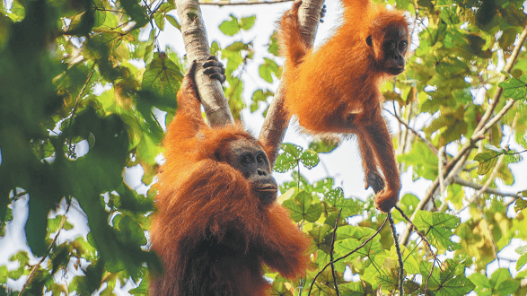 Orangutans Conquer Man-Made Bridges in Habitat Hope