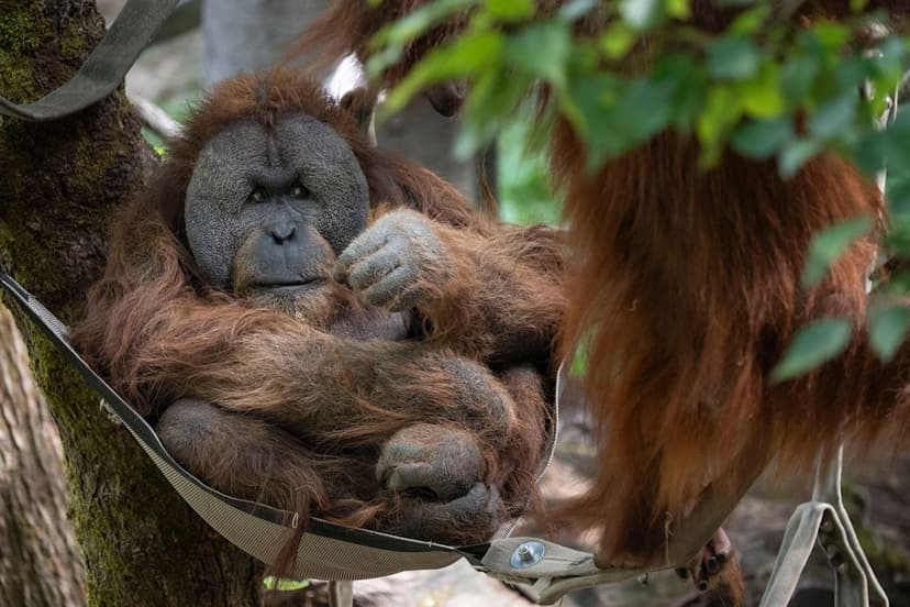 Orangutan dies from smoke inhalation in Indonesia