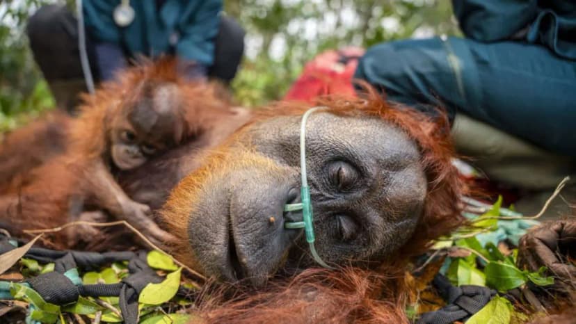 Orangutans on Brink: Habitat Loss Fuels Extinction Crisis