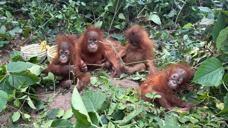 Orangutan Orphans Found Thousands of Miles From Home
