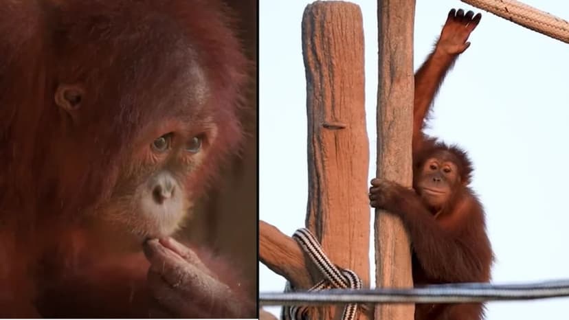 Orangutan Rescued in India Returns Home to Indonesia