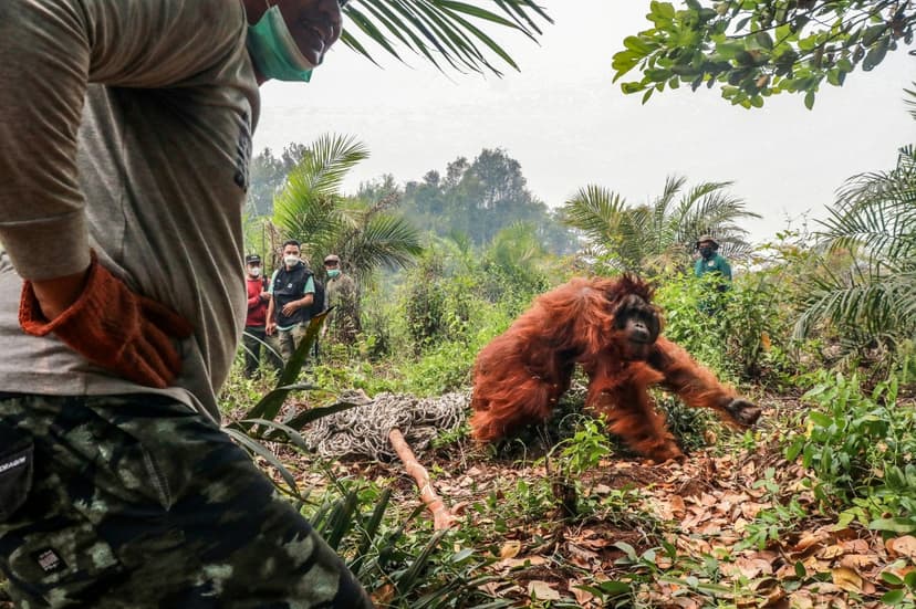 Orangutans Rescued Amidst Toxic Indonesian Wildfires