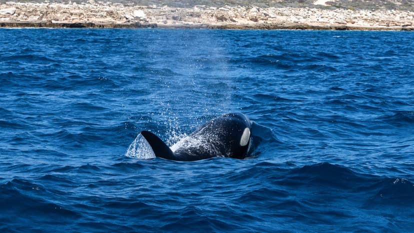 Wild Orca Encounters: Growing Crowds, Growing Concerns