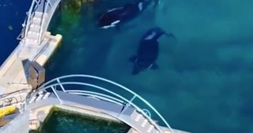 Lonely Whales Face Grim Fate in Rotting Tank