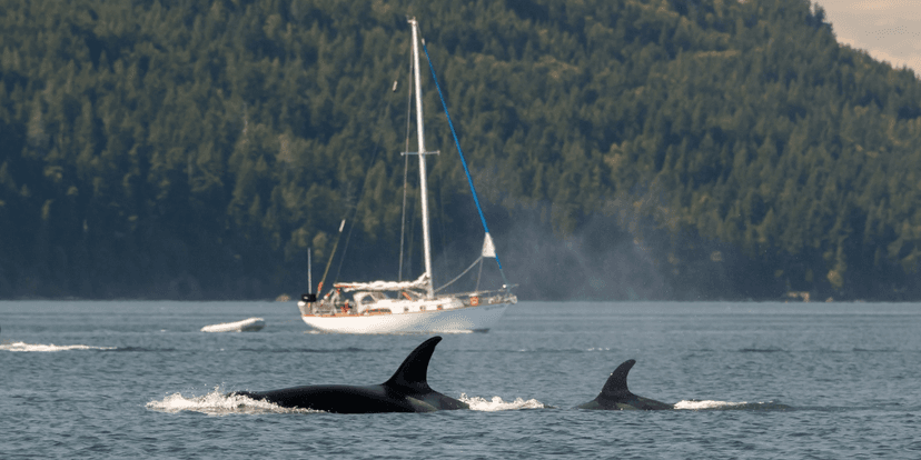 Orcas Sink Yacht: Iberian Mystery Deepens