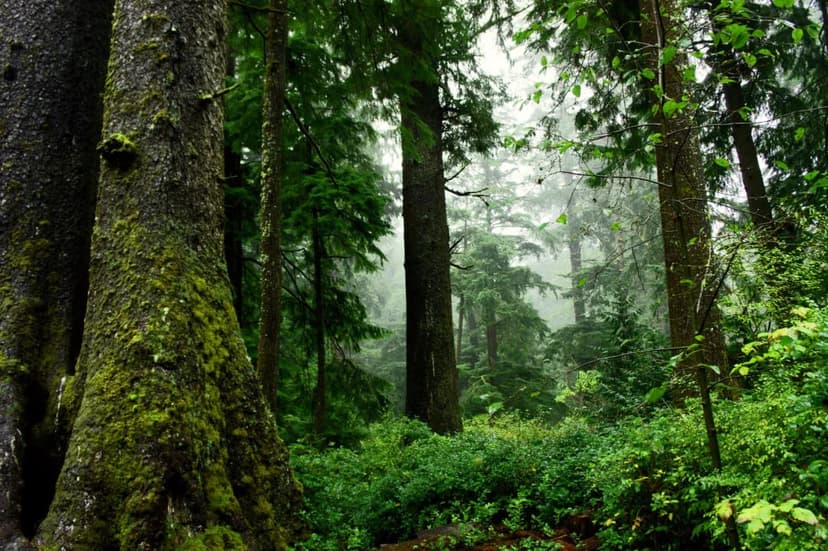 Oregon Aims to Double Carbon Capture Goals