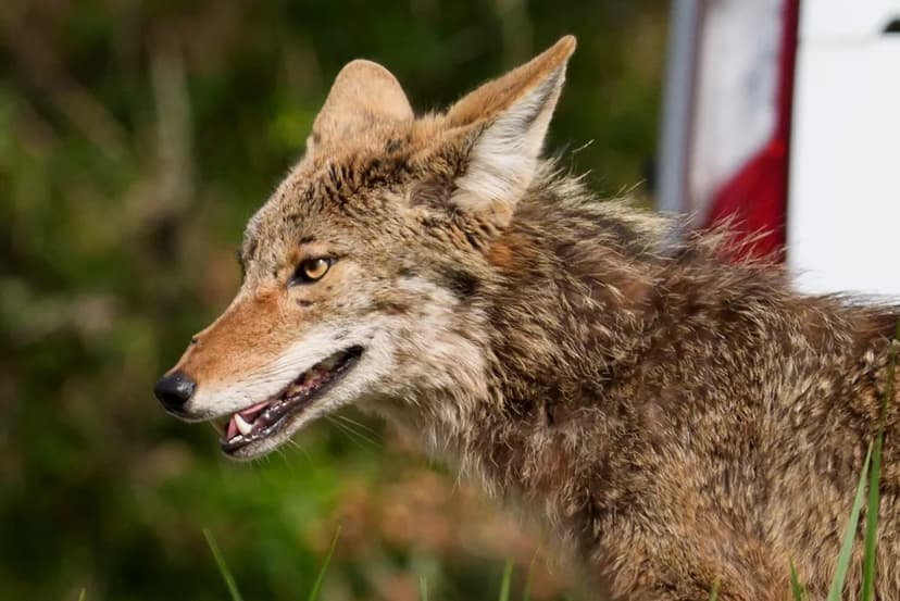 Oregon Park Euthanizes Coyote Due to Bold Behavior