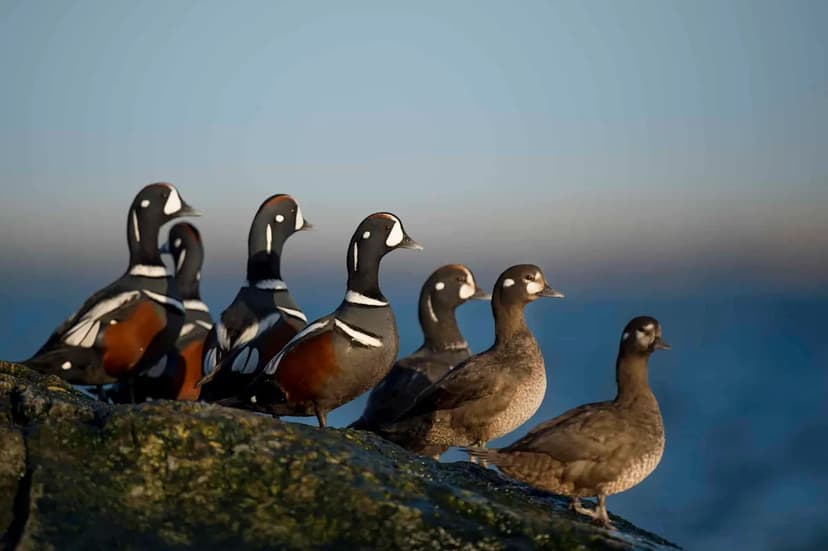 Oregon Funds Wildlife: A Bold Conservation Move